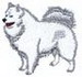 Samoyed