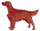 Irish Setter