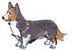 Cardigan Welsh Corgi