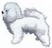 Bichon Frise