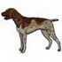 German Shorthair Pointer