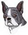 Boston Terrier