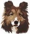 Shetland Sheepdog