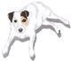 Jack Russell Terrier