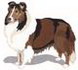 Shetland Sheepdog