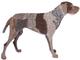 German Wirehair Pointer