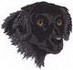 Flat-coat Retriever