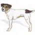 Jack Russell Terrier