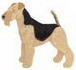 Welsh Terrier