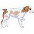 Brittany Spaniel