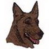 Dutch Shepherd Shorthair