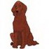 Irish Setter