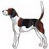 Treeing Walker Coonhound