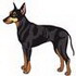 Manchester Terrier