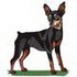 Miniature Pinscher