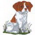 Brittany Spaniel