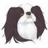 Japanese Chin