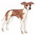 Italian Greyhound