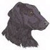 Flat Coat Retriever