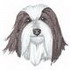 Bearded Collie