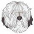 Old English Sheepdog