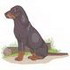 Black & Tan Coonhound