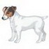 Jack Russell Terrier