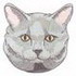 Chartreux Cat