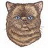 Exotic Shorthair Sealpoint