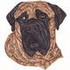 Brindle English Mastiff