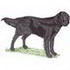 Flat-coat Retriever