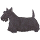 Scottish Terrier