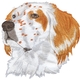 English Setter