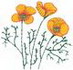 California Poppy