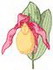 Lady Slipper