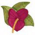 Anthurium