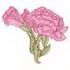 Carnations