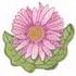 Gerbera Daisy