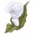 Calla Lily