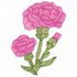 Carnation