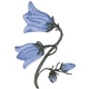 Harebell