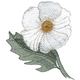 Prickly Poppy