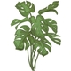 Philodendron