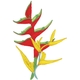 Heliconia