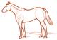 Quarter Horse Outline