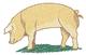 Duroc