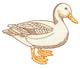 Domestic Duck