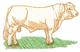 Sm. Charolais