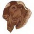 Boer Goat