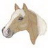 Haflinger